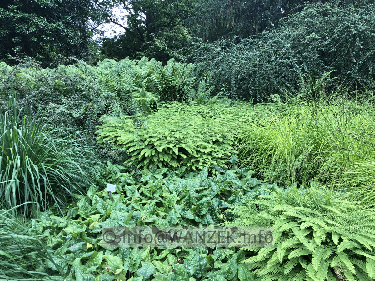 Adiantum pedatum 001.JPG